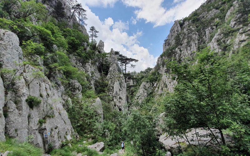 Mândru-i pinul bănățan.