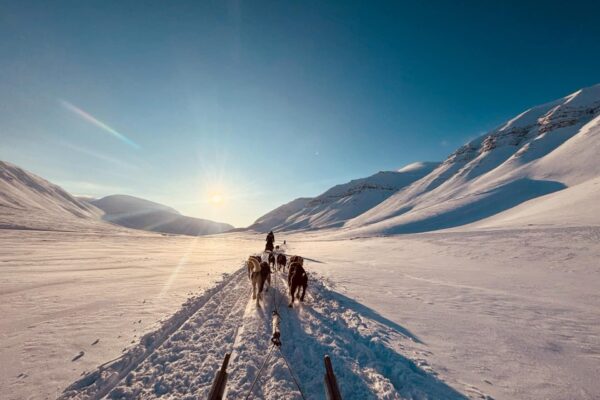 Huskey Svalbard 2 Huskey Svalbard 2